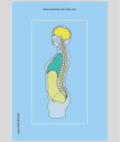 Yoga Asana Physiology Back