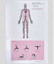 Yoga Asana Physiology Inside 1