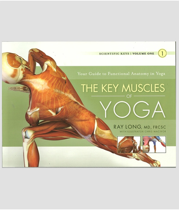 The Key Muscles of Yoga
